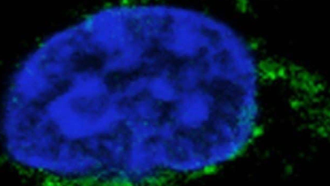 cellule natural killer