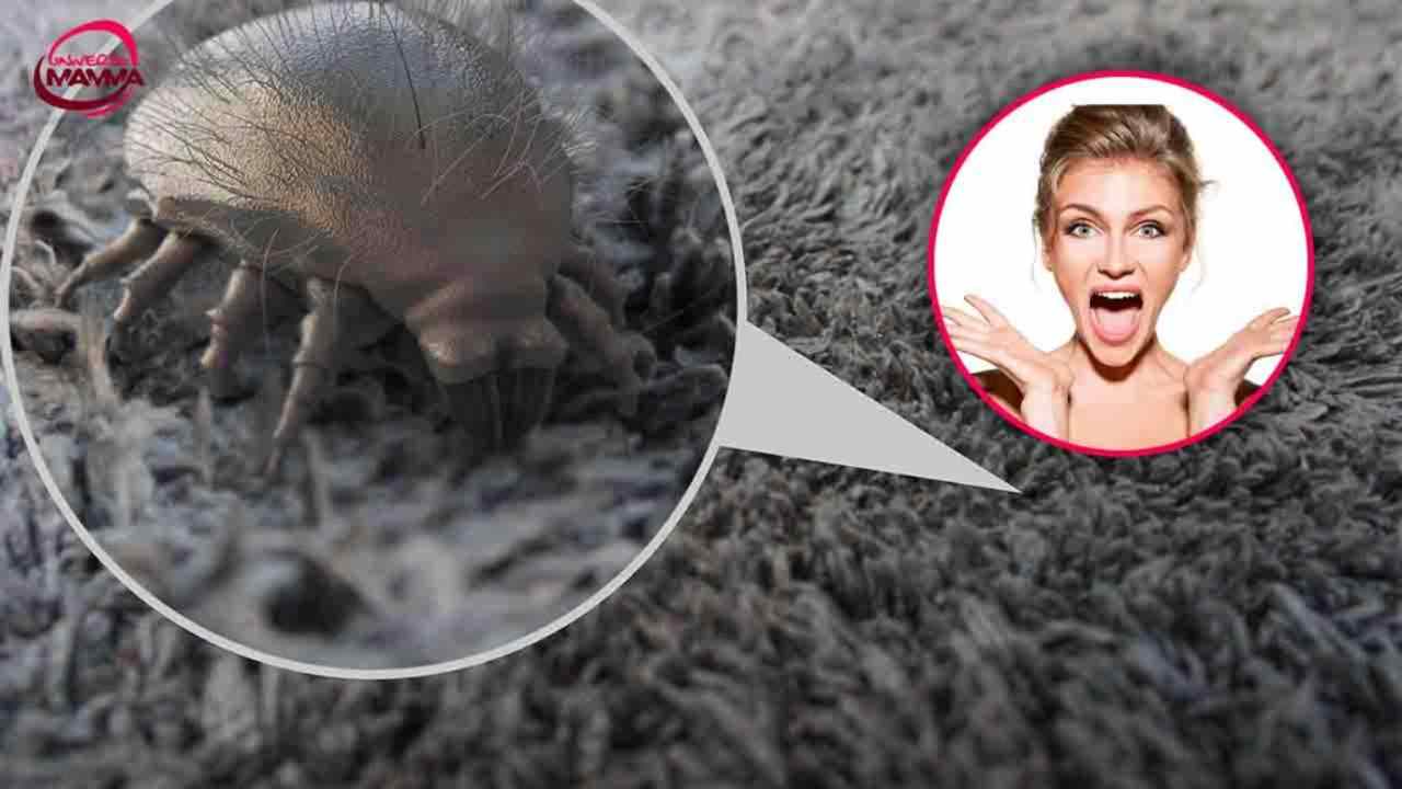 'Nido' perfetto acari