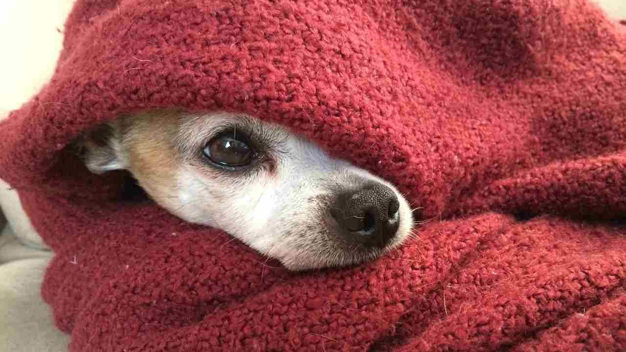 peli animale vestiti