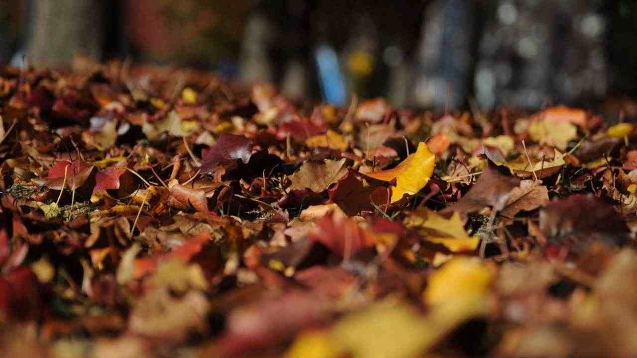 riutilizzare foglie secche