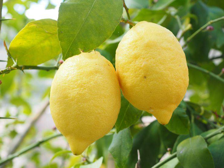 limone comodino