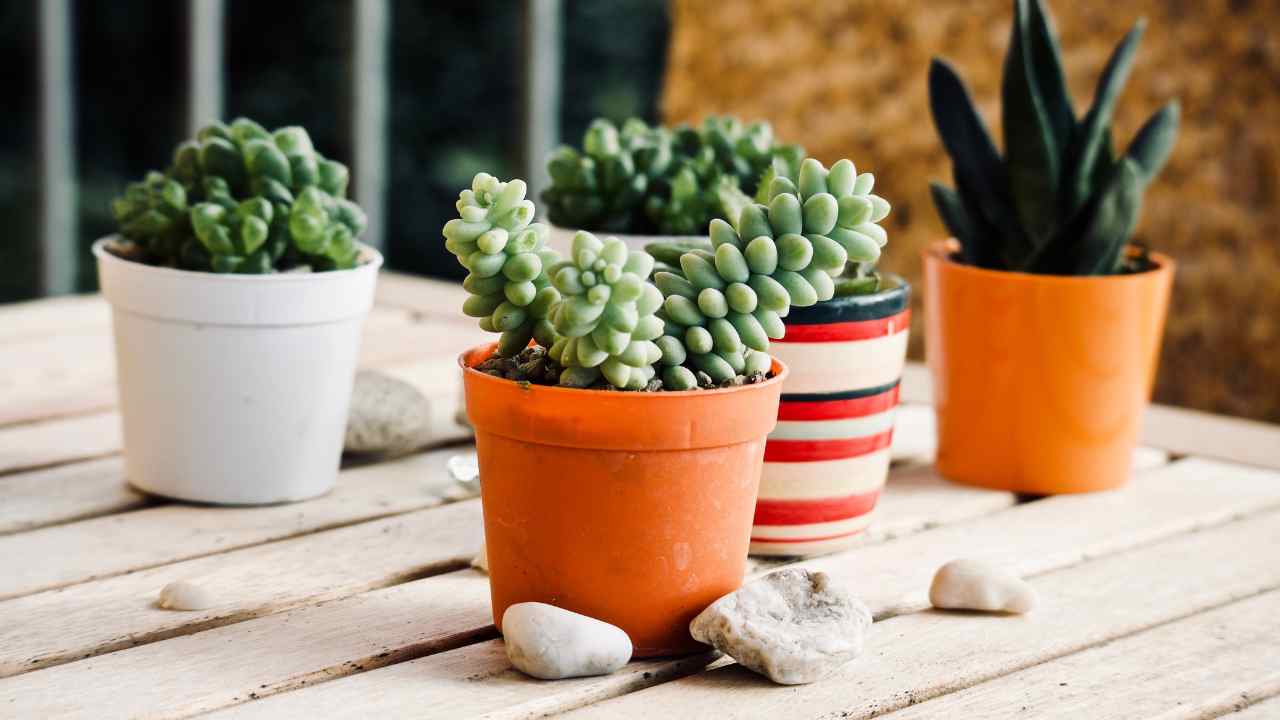 piantine sul terrazzo