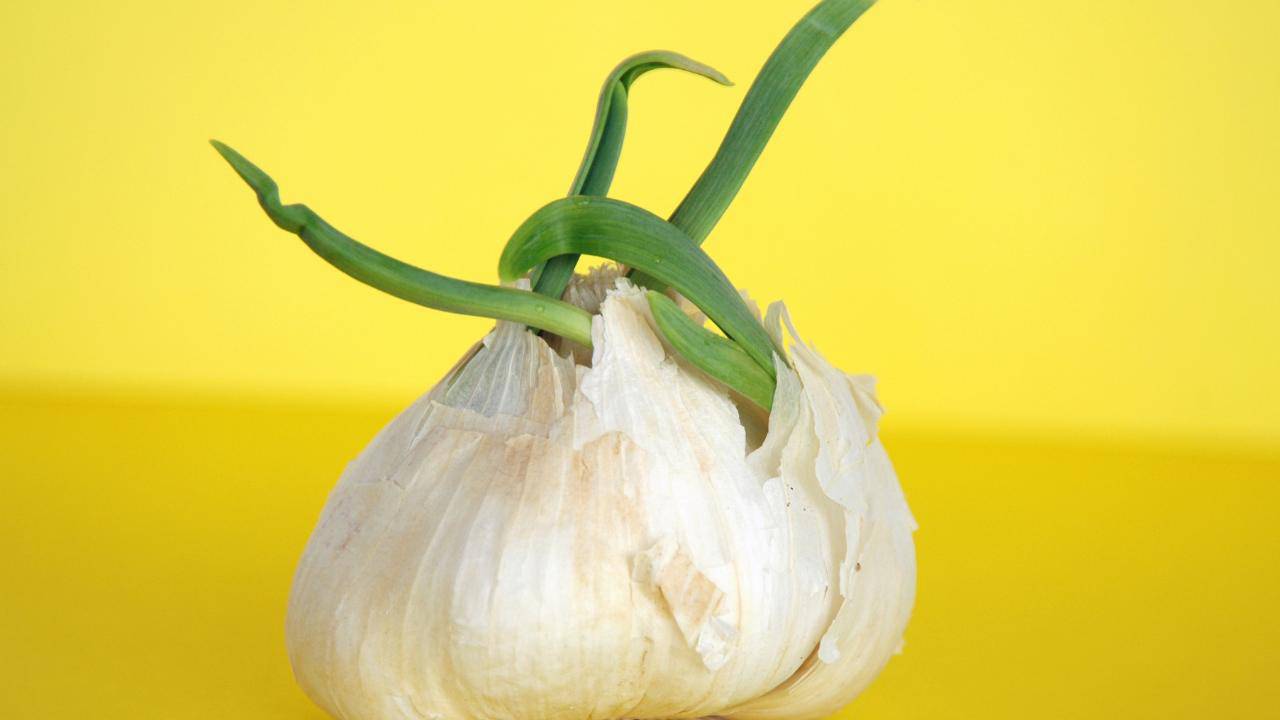 non far germogliare aglio