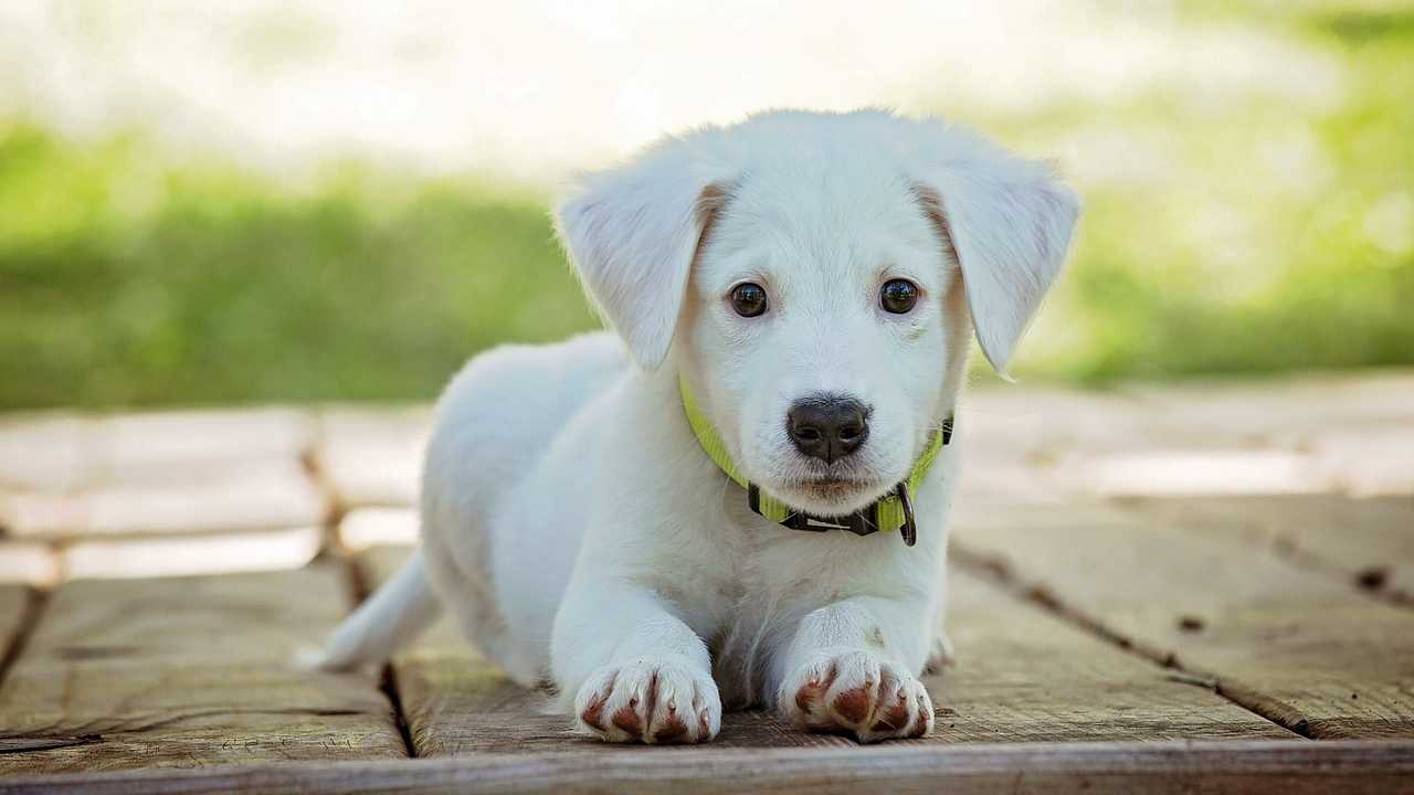 quanto costa mantenere un cane