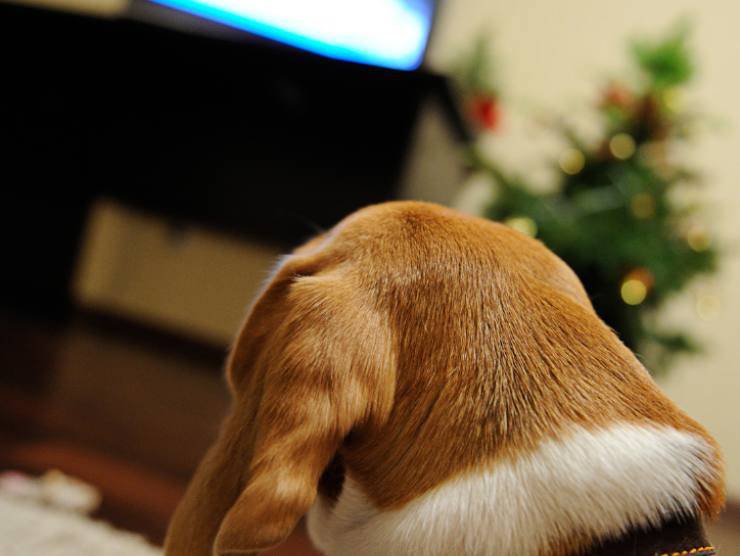 cane solo casa abitudine 