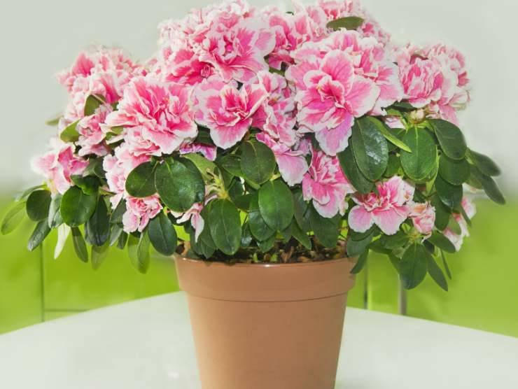 pianta appartamento velenose