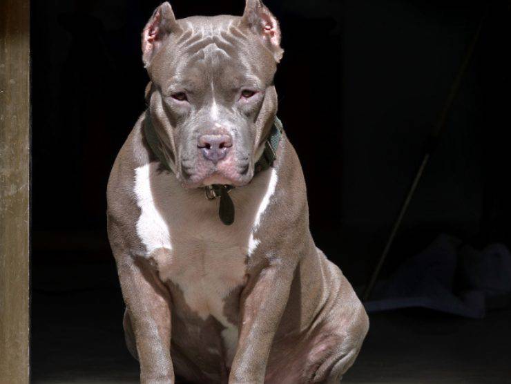 pitbull azzanna bambino