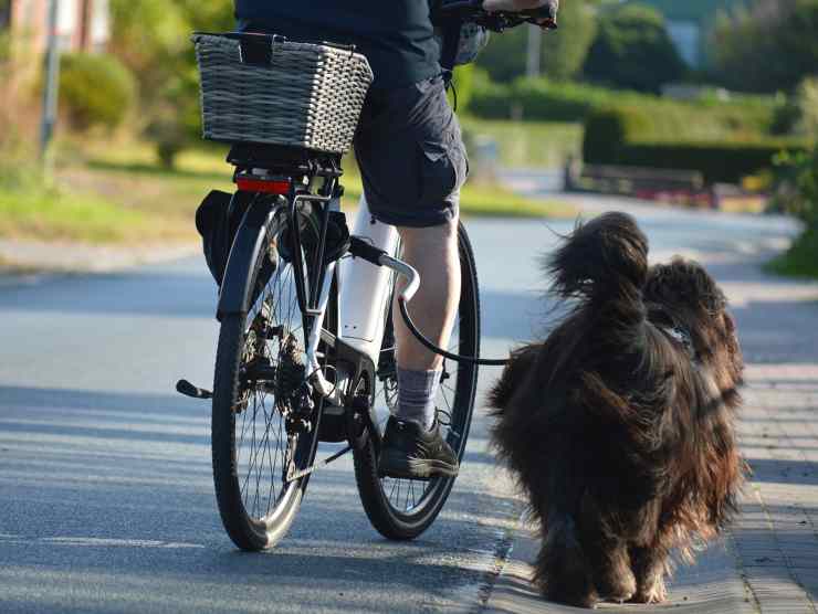 Cosa non puoi fare cane