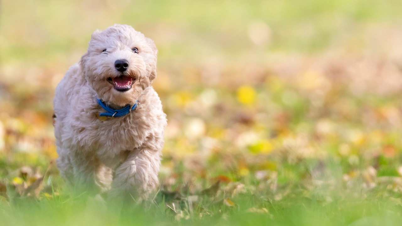 Cosa non puoi fare cane