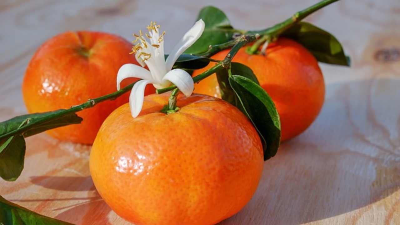 mandarino bucce