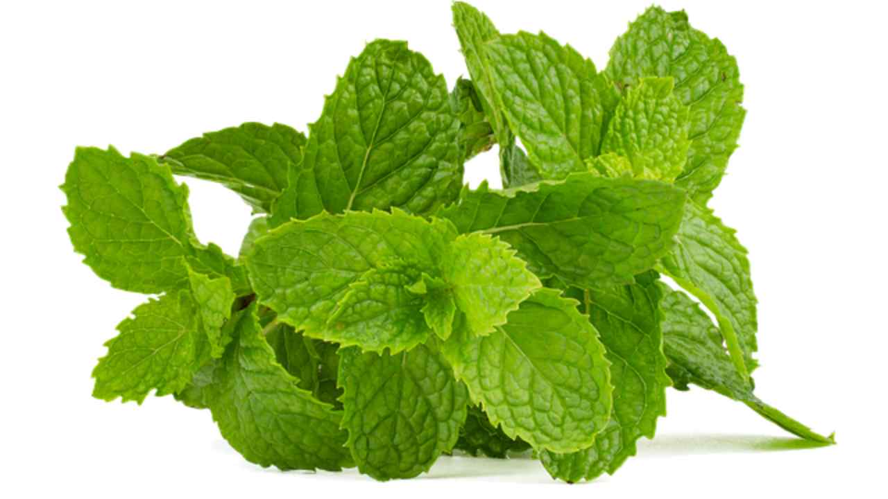 foglia menta