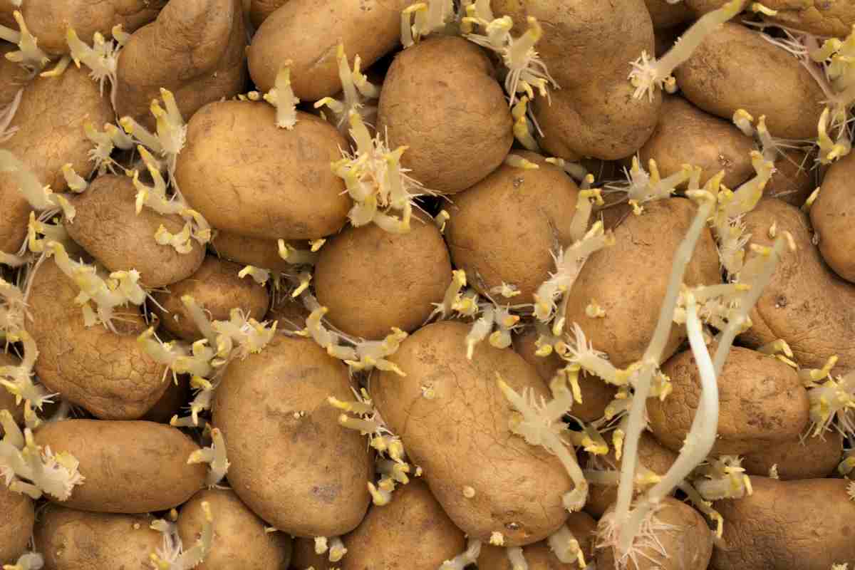 Где В Липецке Можно Купить Семенной Картофель
