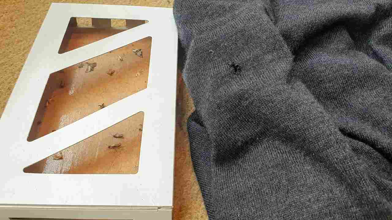 proteggere vestiti tarme