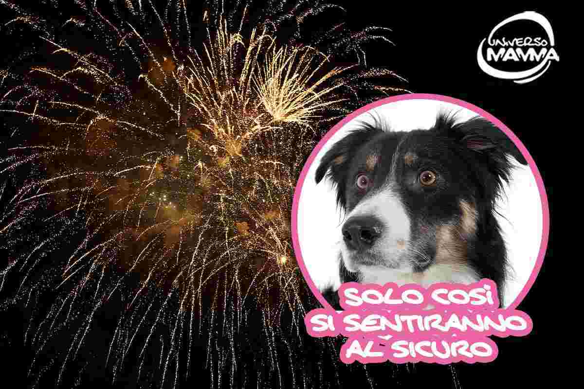 botti capodanno amici quattro zampe paura