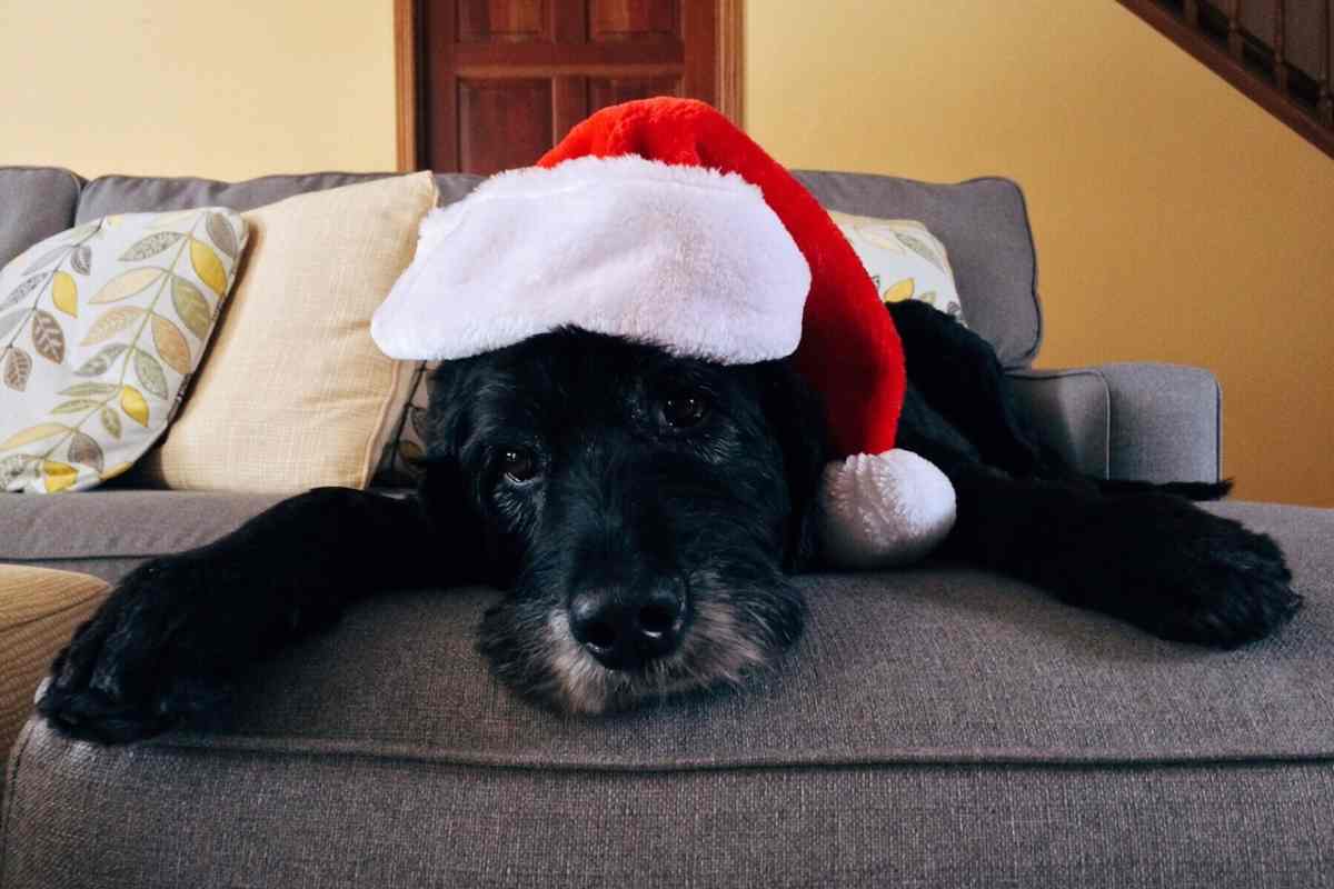 Natale Capodanno amici quattro zampe