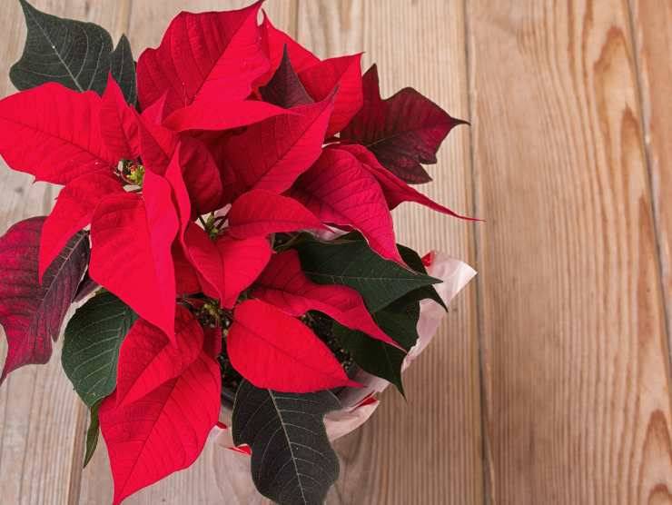 conservare stella natale