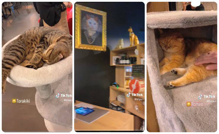 Locale di Brescia con i gatti universomamma