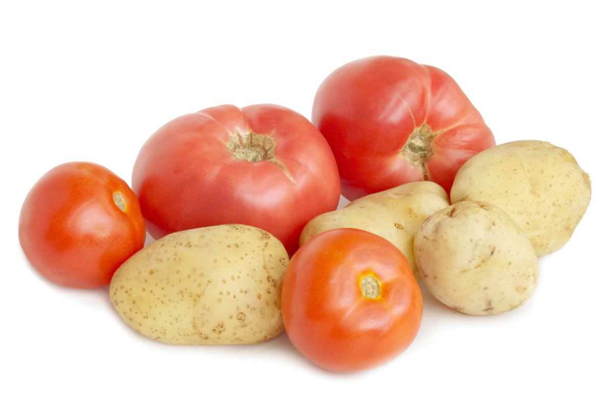 Pomodori e patate rischi