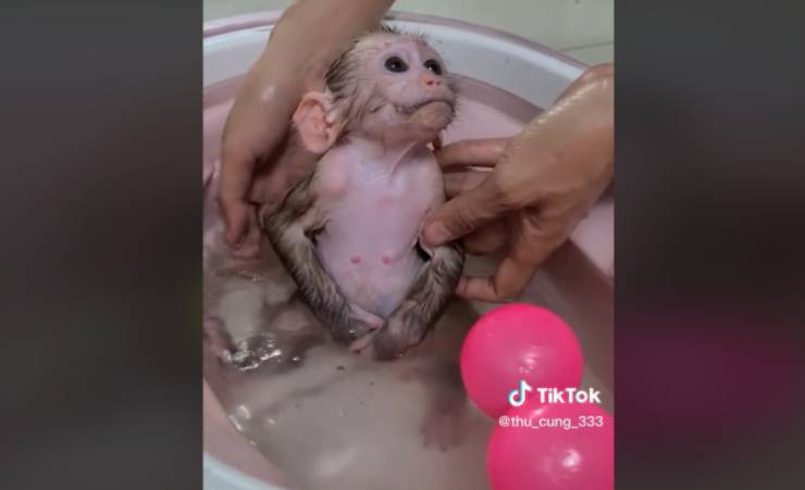 scimmietta bagno video 