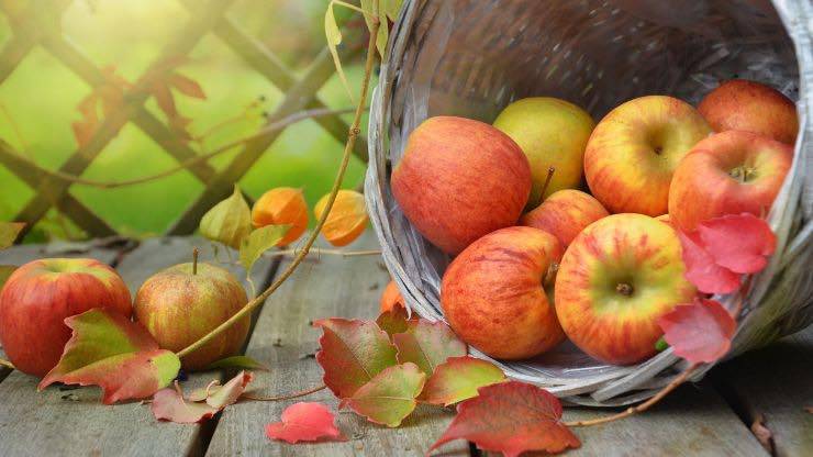 Mele, proprietà e controindicazioni