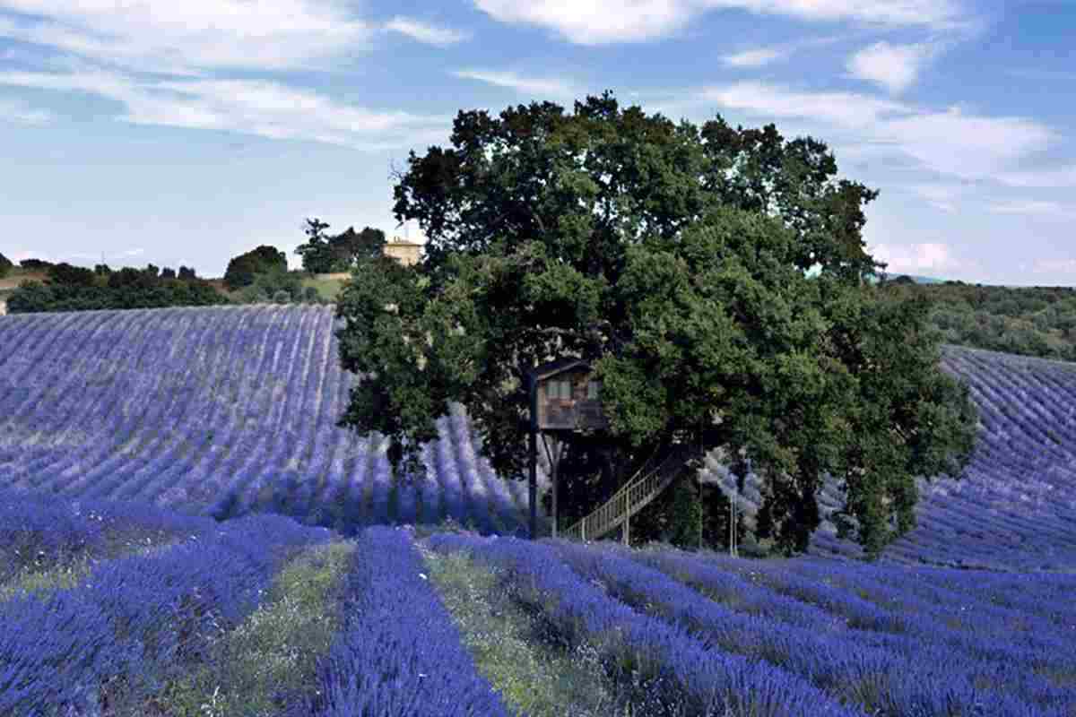 casa albero tuscia