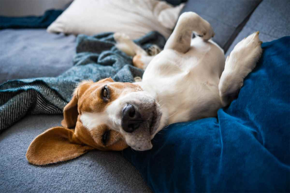 come eliminare la puzza di cane dal divano