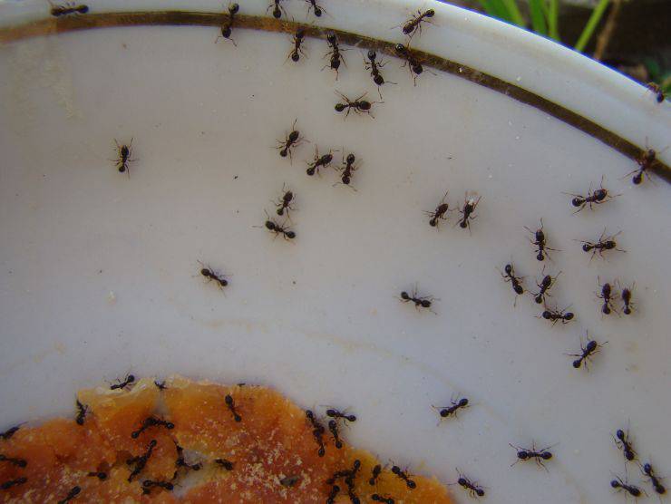 formiche casa rimedi naturali