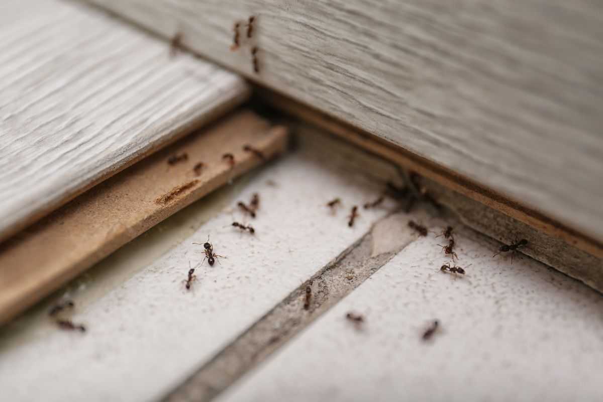formiche rimedi naturali