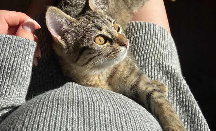 Gravidanza e toxoplasmosi: cosa si deve sapere