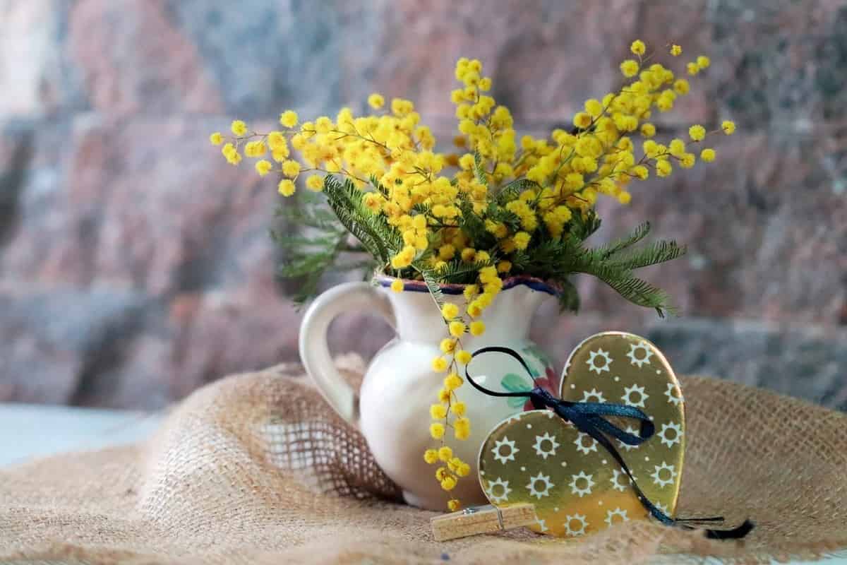 mimose come farle durare in casa