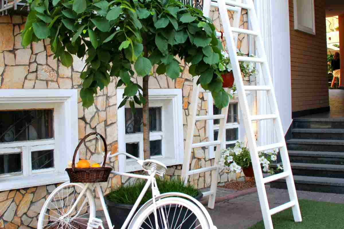 Piante da frutto sul balcone: quali scegliere