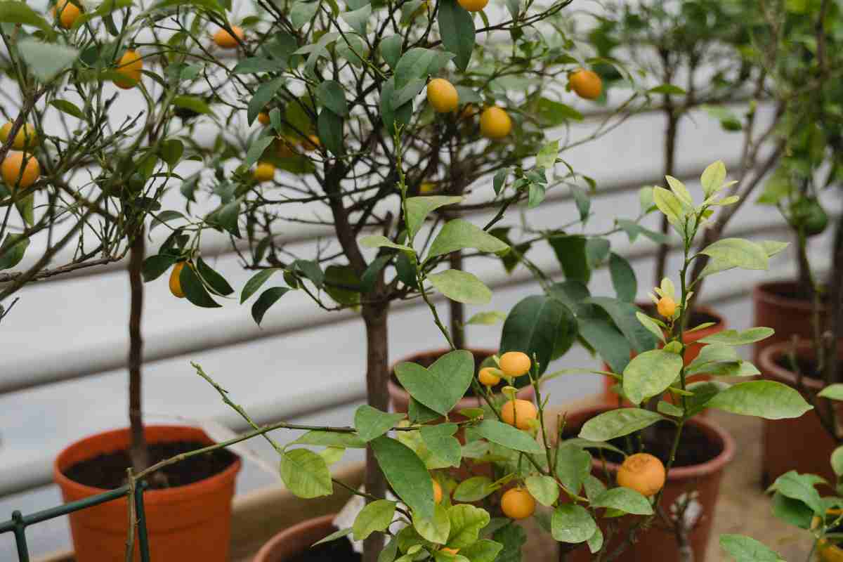 Piante da frutto sul balcone: quali scegliere