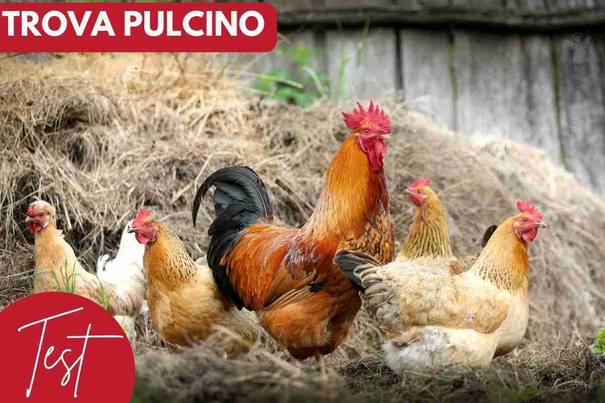 Test visivo trova pulcino