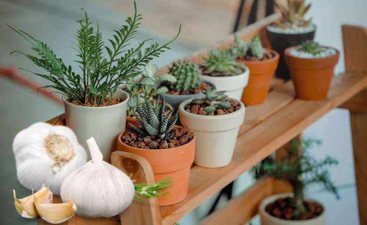 come riutilizzare bucce di aglio