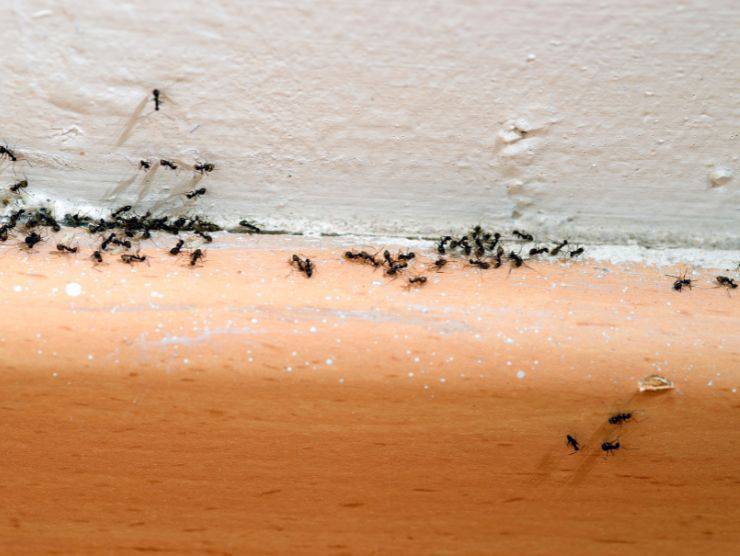 cosa usare pavimento eliminare formiche
