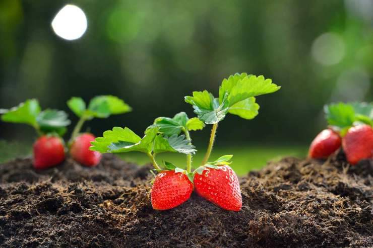 fragole coltivare in casa segreti
