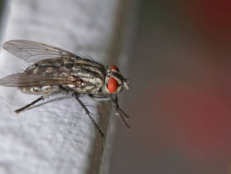 eliminare mosche rimedi naturali
