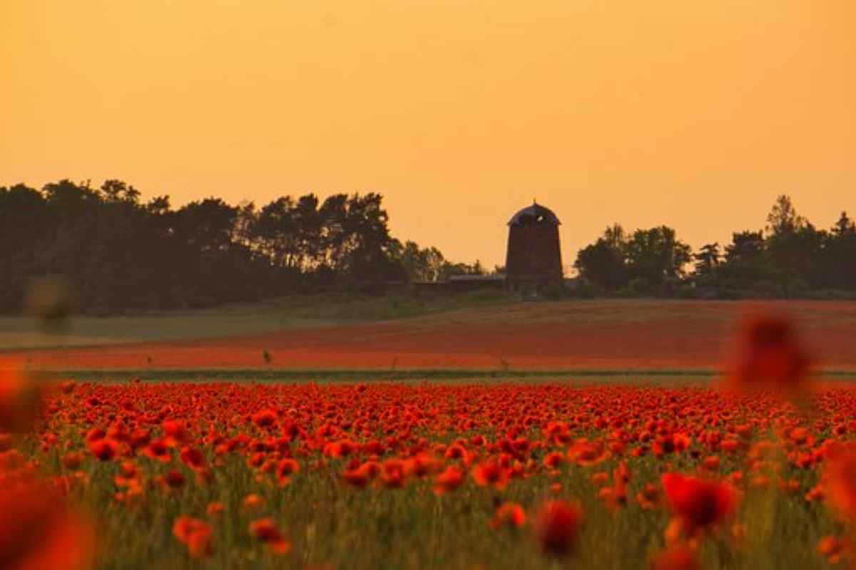 La meraviglia dei campi di papaveri
