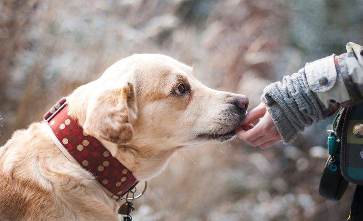 La sensibilità dei cani è un loro elemento distintivo