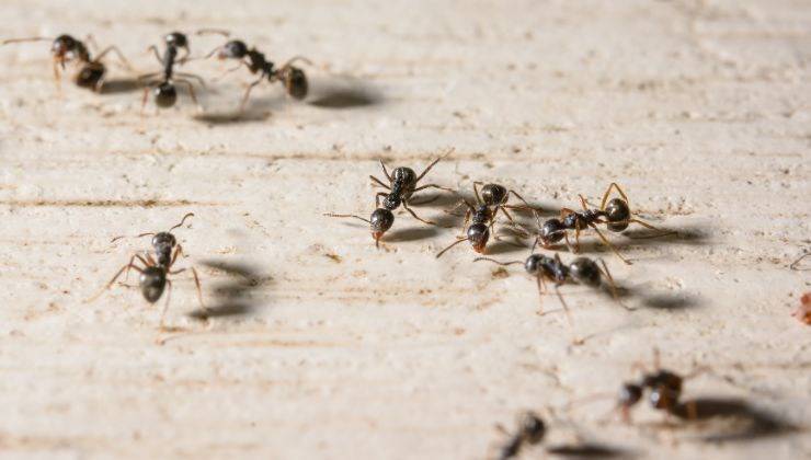 trucchi contro le formiche