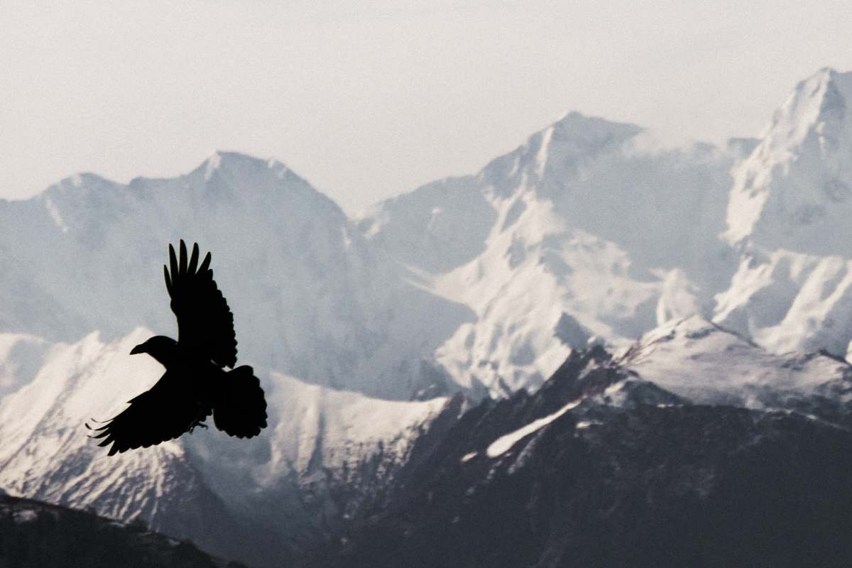 Test della personalità con aquila e montagna