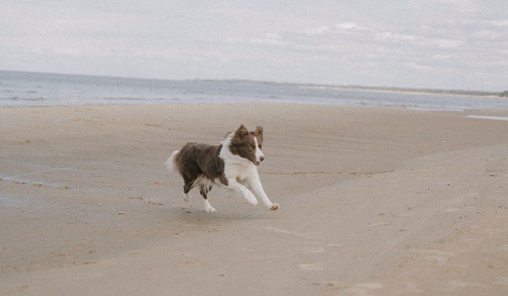 andare al mare con cani e gatti