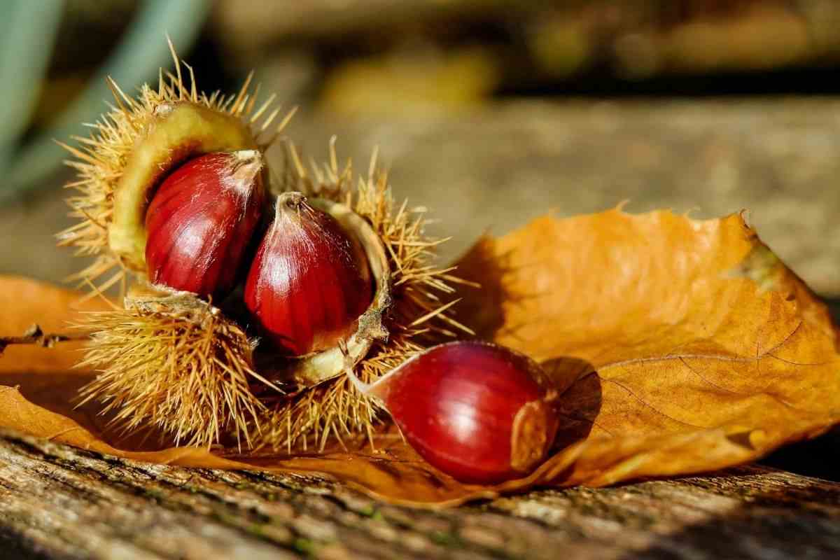 creare lavoretti castagne