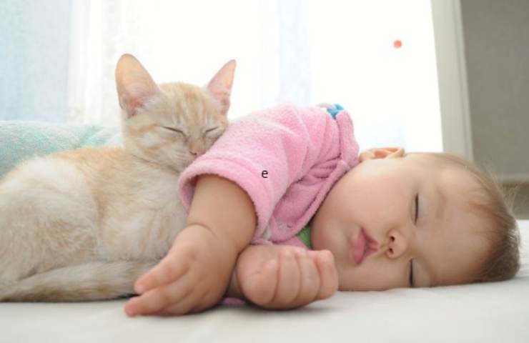 bambina dorme con il gatto